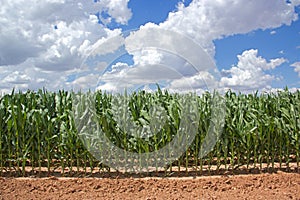 Corn field on sunny day