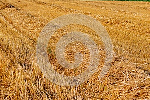 Corn in the field on a sunny day just before harvest. Summer