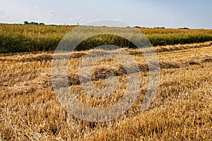 Corn in the field on a sunny day just before harvest. Summer