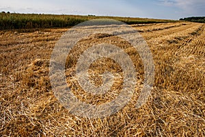 Corn in the field on a sunny day just before harvest. Summer