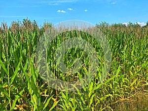 Corn field on sunny day