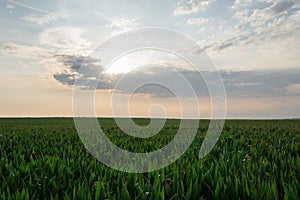 Corn field at sunrise, agriculture concept, south moravia, Czech republic