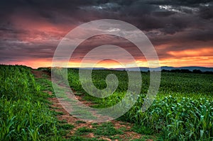 Corn Field Sunrise