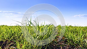 Corn field in sunset