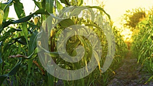 Corn field in sunset