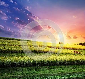 The corn field at a sunset