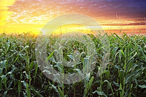 Corn field at sunset