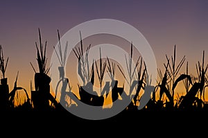 Corn field at sunset