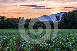 Corn field at sunset