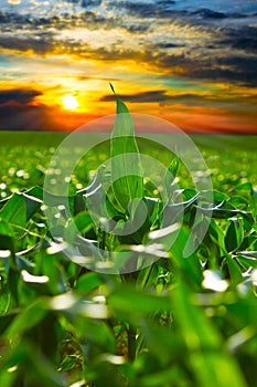 Corn field at sunset photo