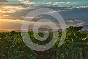 the dream corn field