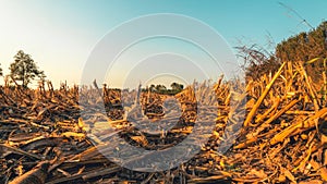 Corn field at sunset in the countryside of Lomellina