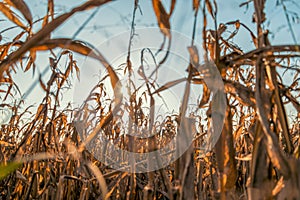 Corn field at sunset in the countryside of Lomellina