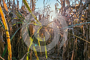 Corn field at sunset in the countryside of Lomellina