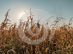 Corn field at sunset in the countryside of Lomellina