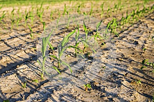 Corn field on sunset. Dry soil.