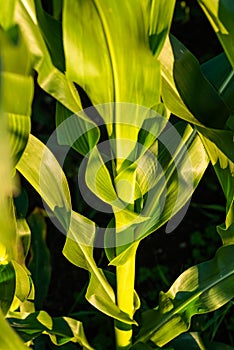 Corn field in sunset. Maize closeup, agriculture theme