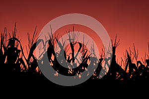 Corn field at sunset - red sky