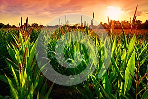 Corn field at sunset