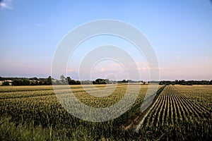 Corn field at sunset seen from above