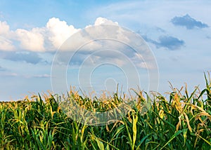 Corn field in sunshine in closeup