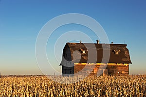 A corn field surrounds a rustic barn