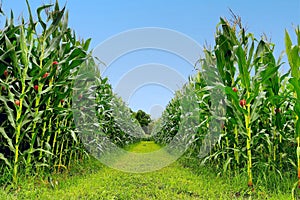 corn field