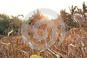 The corn field in Thailand