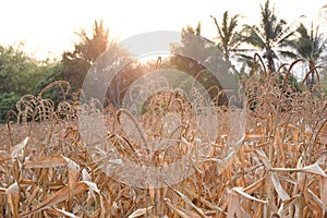 The corn field in Thailand