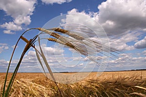 Corn field with three ears