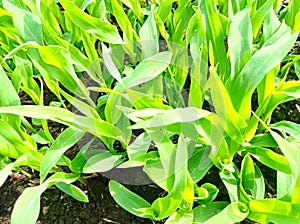 A corn field with tiny corn plants