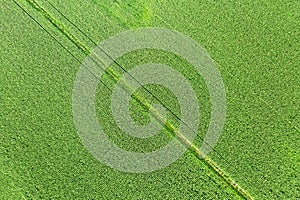 Corn field top view for texture and background