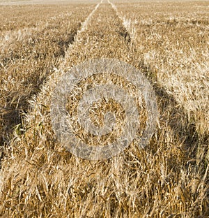 Corn field with track of tractor