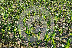 Corn field treated with chemicals for the destruction of weeds.