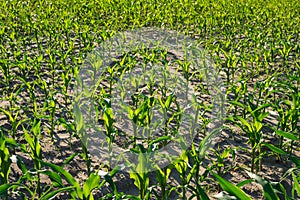 Corn field treated with chemicals for the destruction of weeds.