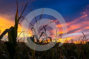 Corn field and twilight sky and cloud evening