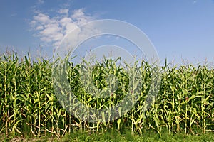 Corn field under blue sky with clouds