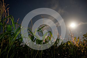 Corn field under the moonlight