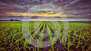 Corn field under setting sun in vintage colors