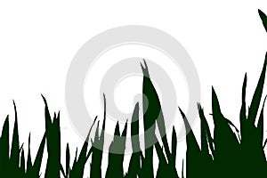 Corn field, vector graphic, single illustration