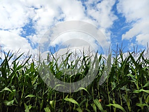 Corn field weeks away from harvest