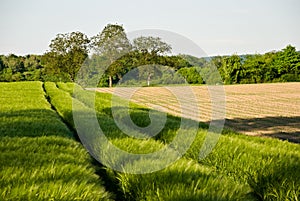 Corn field and wheat crop