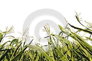 Corn field on white background