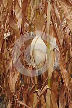 a Corn field withers due to lack of water