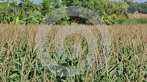 Corn field is yielding for next harvest.