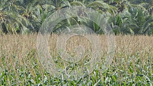 Corn field is yielding for next harvest.