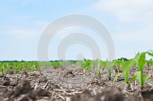 Corn field: young corn plants growing in the sun