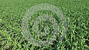 Corn field. Young corn plants are swaying in the wind in the field on a sunny summer day. Growing corn. Agricultural industry