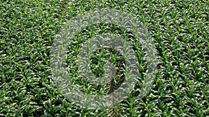 Corn field. Young corn plants are swaying in the wind in the field on a sunny summer day. Growing corn. Agricultural industry