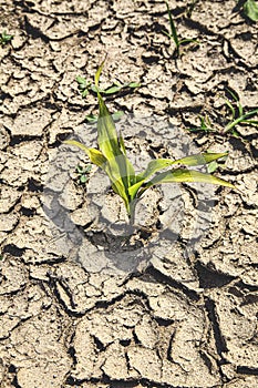 Corn field with young plants on dry soil